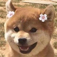 小羊快跑