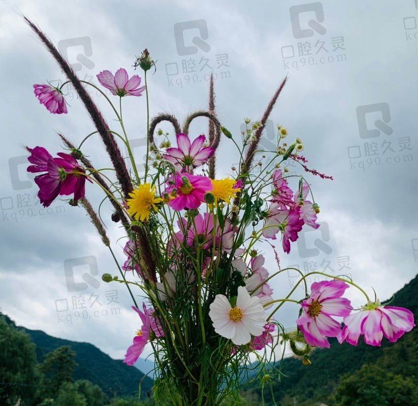 桃花几枝