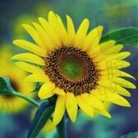 小黄花