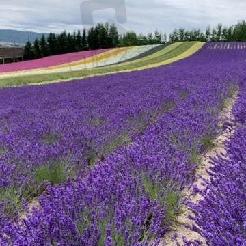 花生了什么树