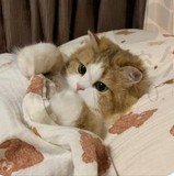 餐补