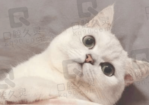扇子