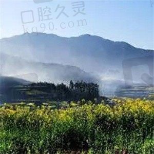 青梅绿茶