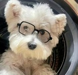 铁锅炖小犬
