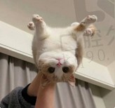 扯淡很