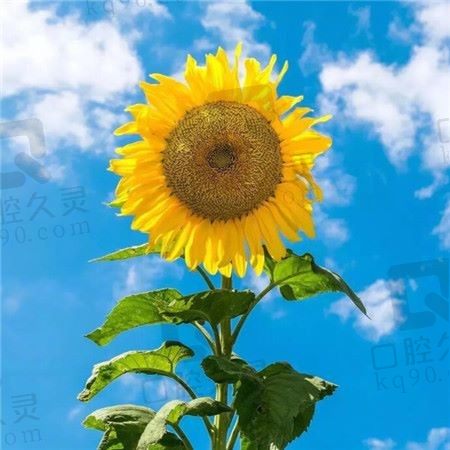 震怒之日
