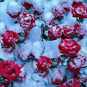 ❀
