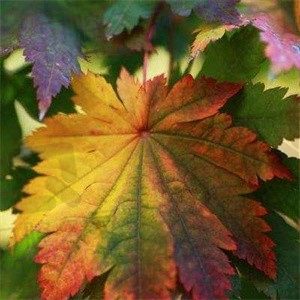 泡芙