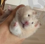 素色