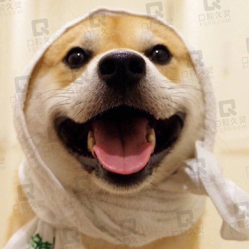 吸猫犬