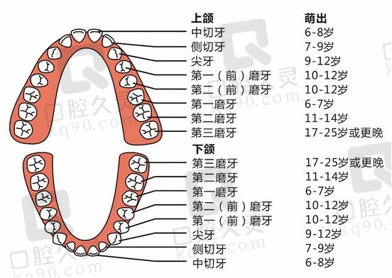 人有多少颗牙