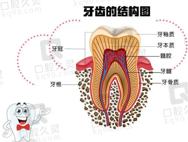 牙齿结构