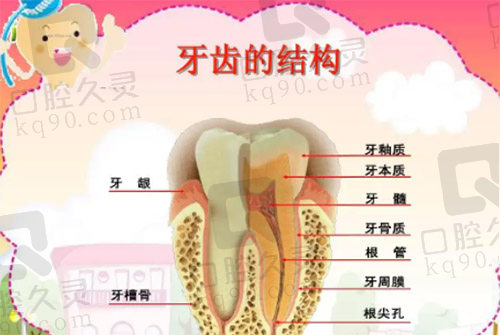 牙齿结构