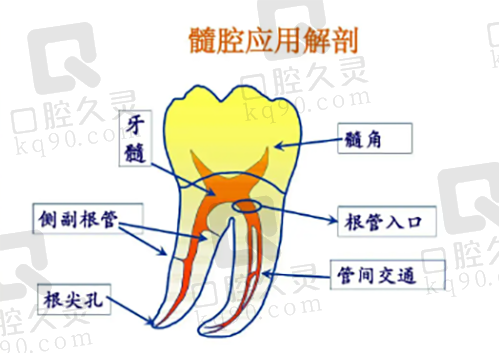 髓腔应用解剖