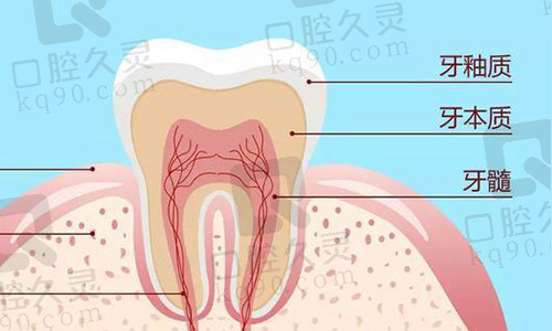 牙釉质实物图