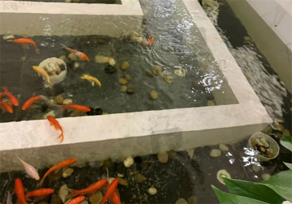 重庆美奥口腔鱼池