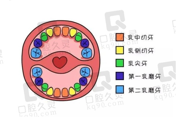 乳牙序列示意图