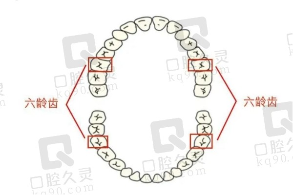 六龄齿位置