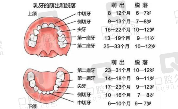 乳牙萌出示意图