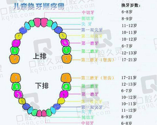 儿童乳牙换恒牙示意图