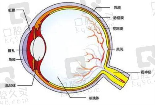 眼部示例图