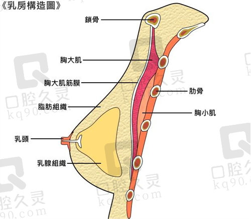 乳房构造