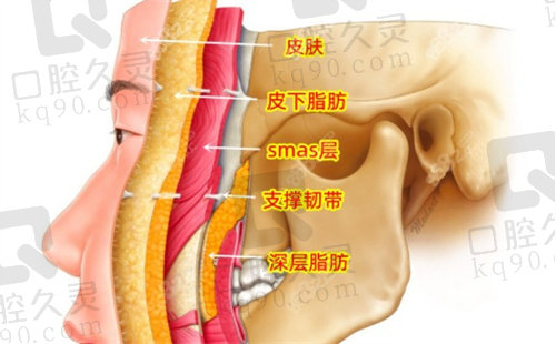 拉皮组织结构