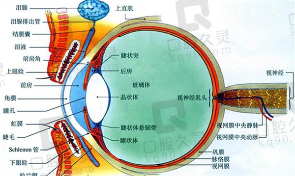 后巩膜加固手术能治疗近视吗