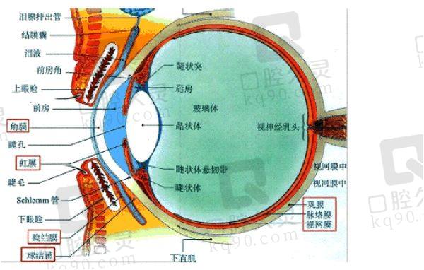 后巩膜加固术的适应症和注意事项