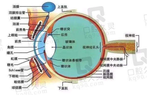 赵培泉和卢海两个大夫谁厉害些