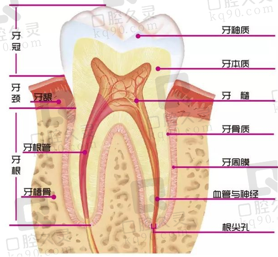 关于根管治疗，八大问题解答！