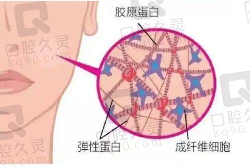 三、苏州美贝尔赵亮院长技术优势