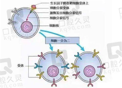 深圳美莱和艺星哪个好？艺星与美莱整形医院对比，医疗资质、医生团队、技术水平、品牌口碑等方面全面分析对比！