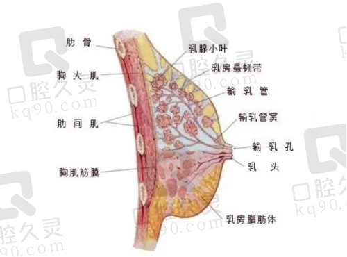 四川米兰柏羽医学美容医院怎么样？正规资质、技术实力、医生团队与收费透明，值得信赖的整形选择！