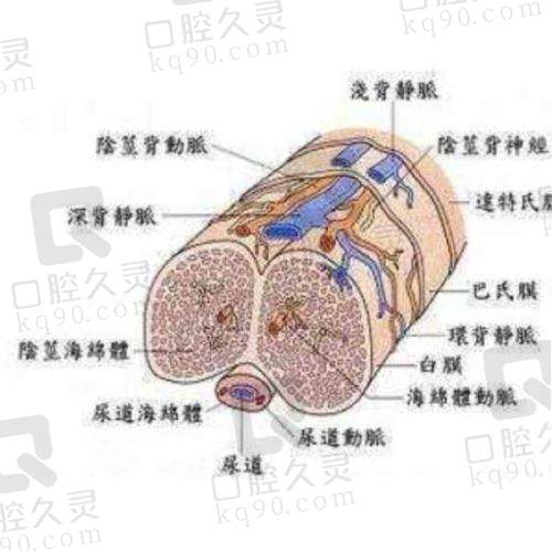 深圳阳光整形医院地铁怎么坐？不同出发地路线推荐