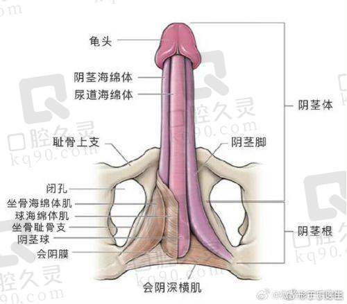 吕巍生殖整形医院是正规医院吗？从医院资质到吕巍医生手术实例全解析