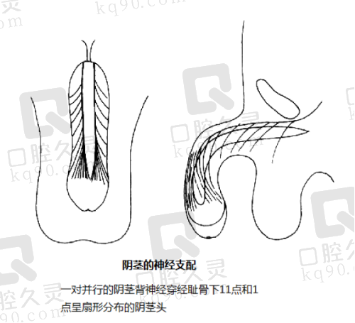 深圳名丽医疗美容医院的正规性
